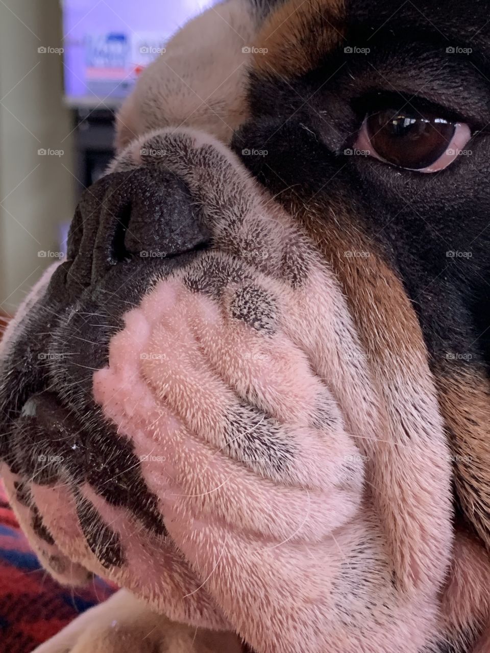 Bulldog wrinkled face