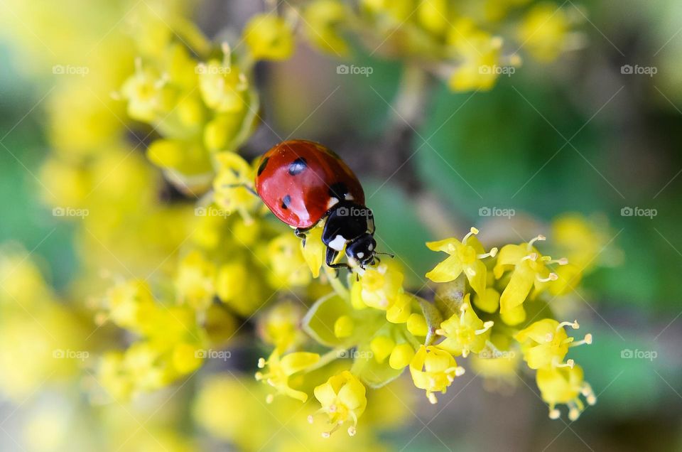 Ladybug on yellow flower background