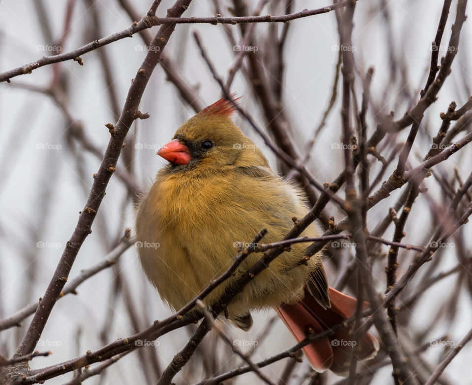 Female cardinal 