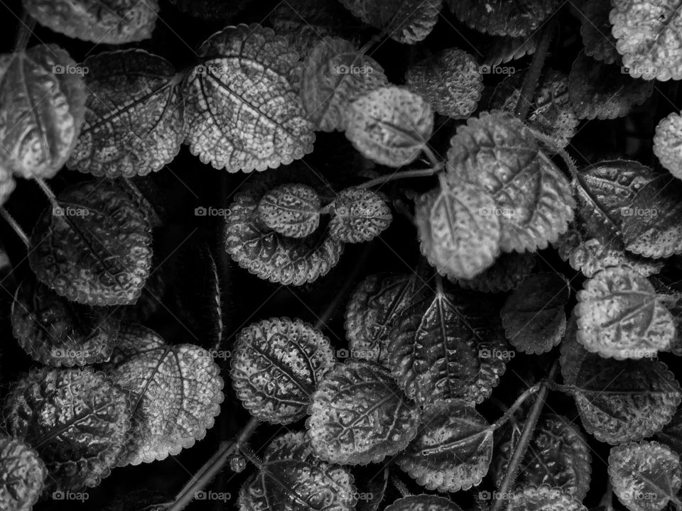 Detail of small foliage in black on white.