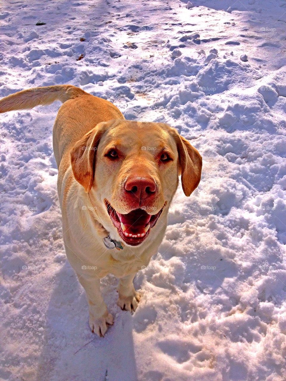 Happy Snow Dog