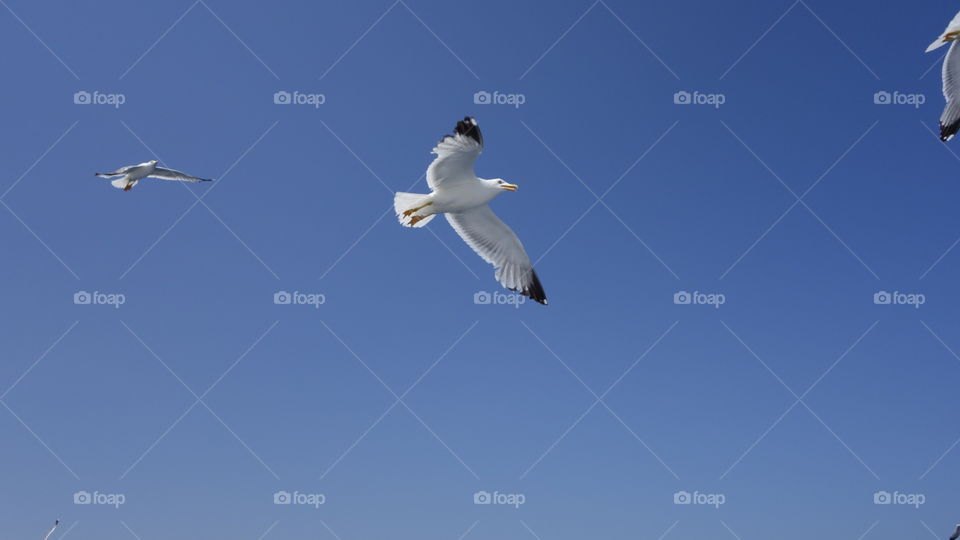 Low angle view of seagulls in sky