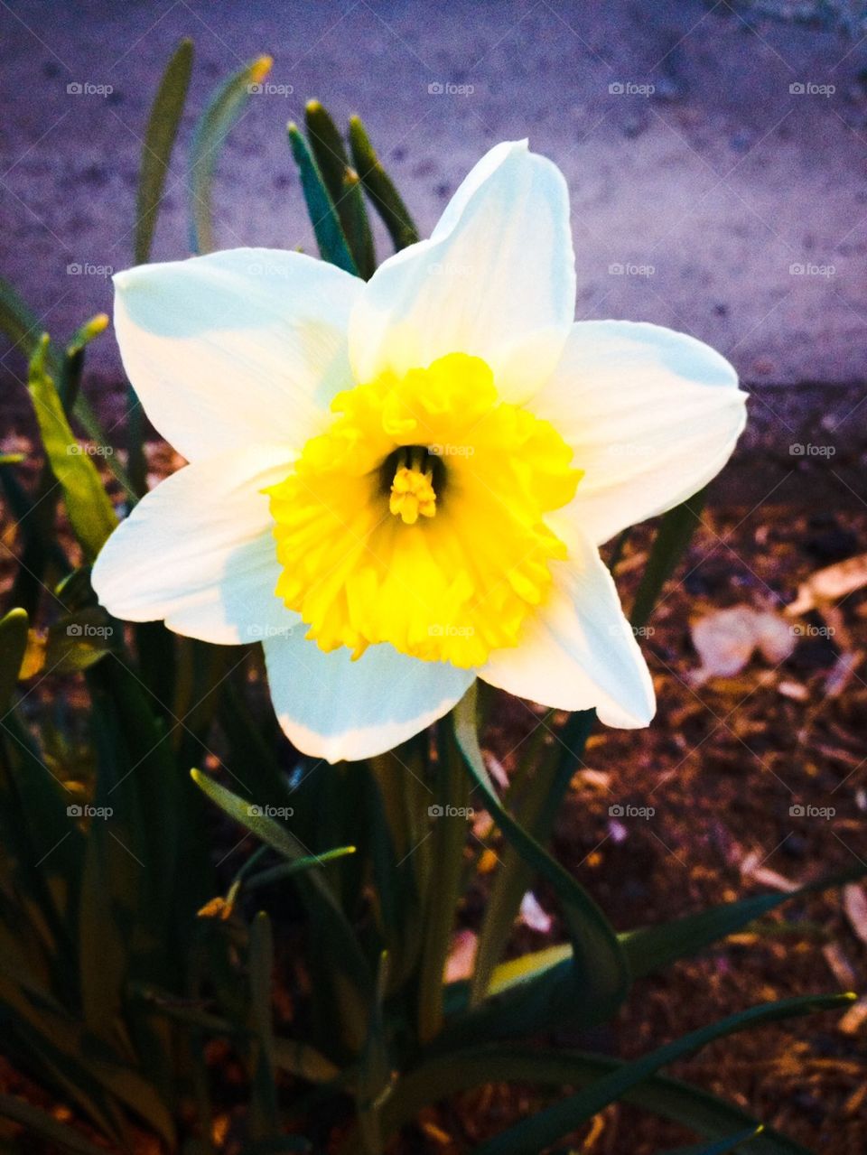 daffodil