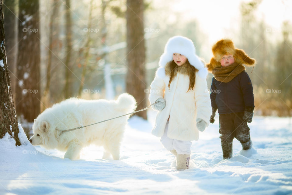 Children playing with the Samoyed dog at cold winter day