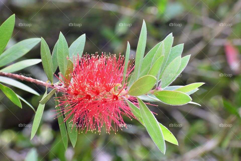 Calliandra haematocephala, commonly known as the Powder Puff Tree, consists of about 200 species of small trees and evergreen, flowering shrubs.