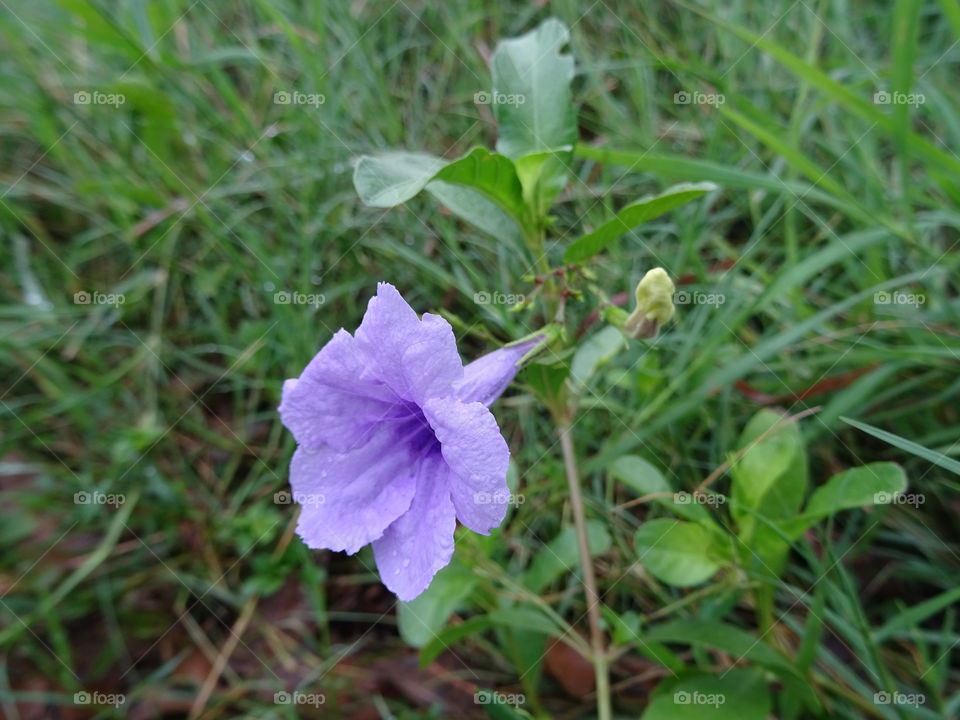 grass flower