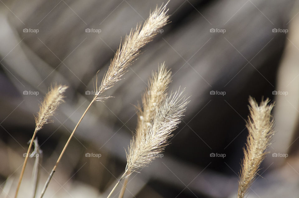 Closeup Ornamental Grass