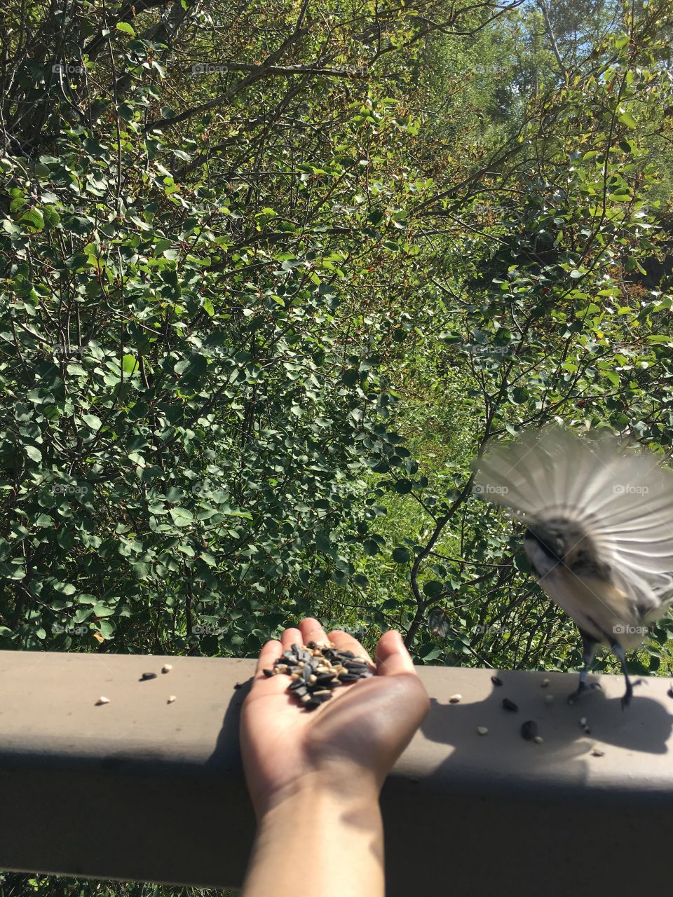 Bird, Outdoors, Nature, People, Tree