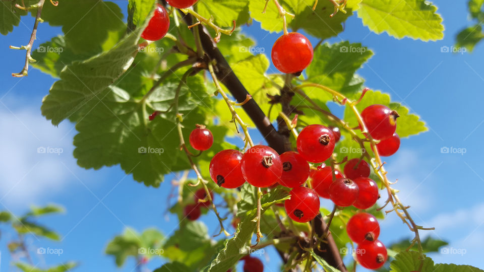 Red currants  , blue sky 