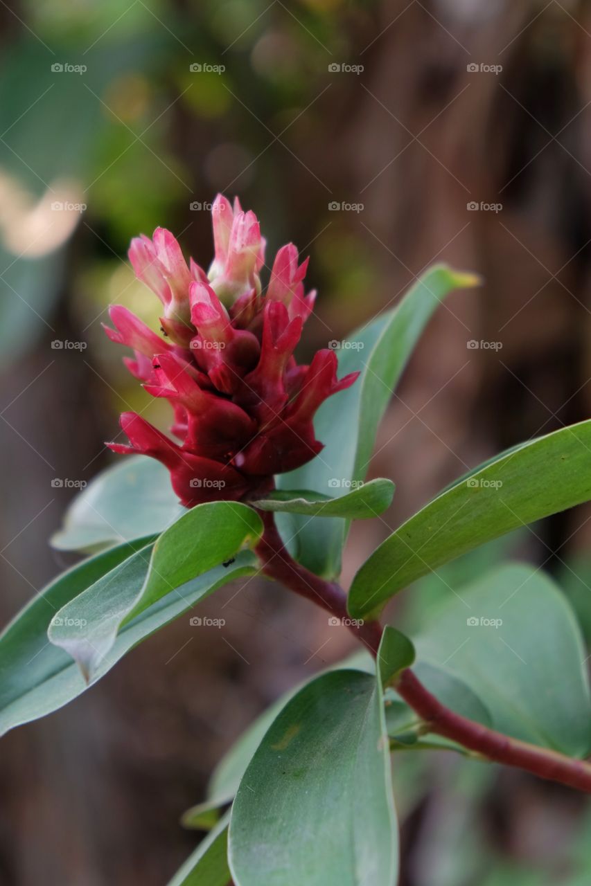 Beautiful red flower