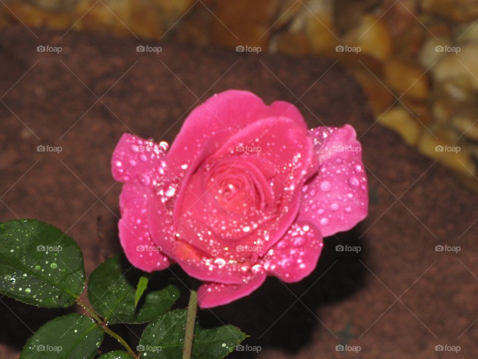 Pink flower with water droplets on it 