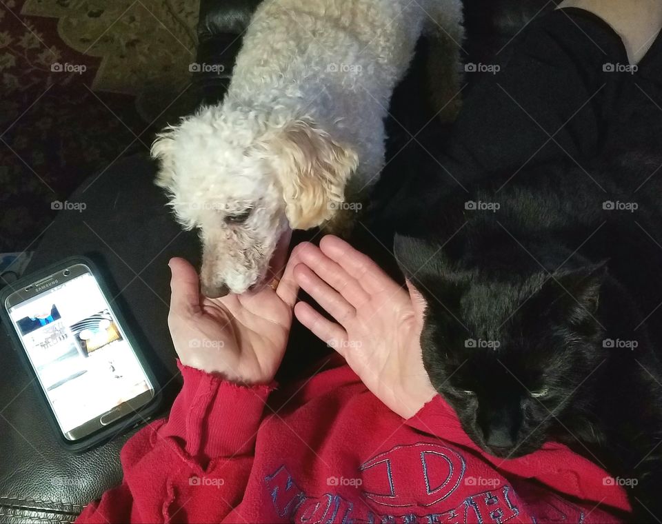 Giving my hands to my dog, he's kissing me. My black cat sits with us.