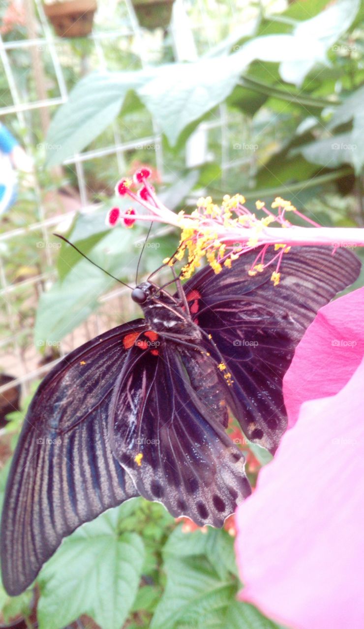 Butterfly