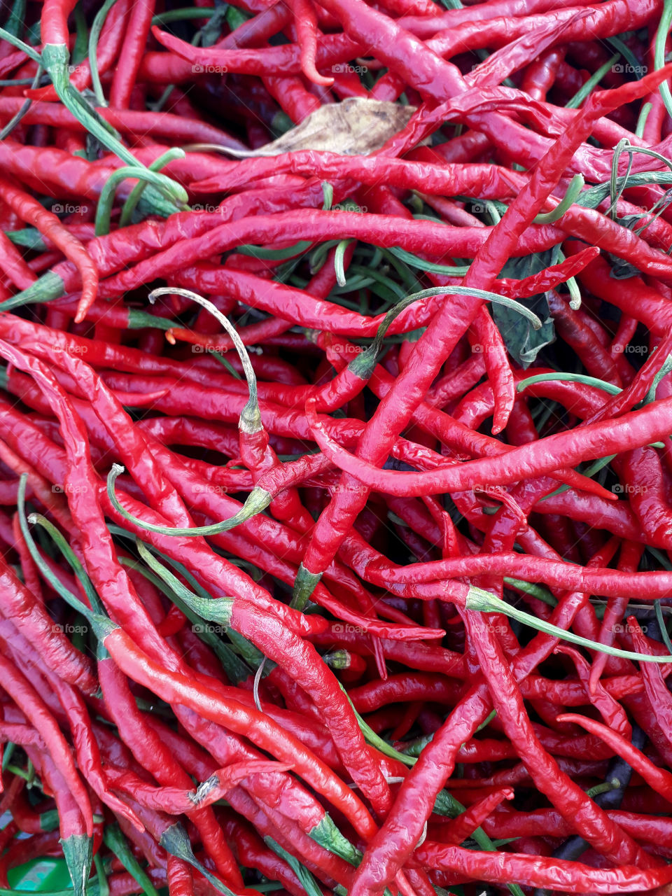 Curly Red Chilli Closeup Texture Background