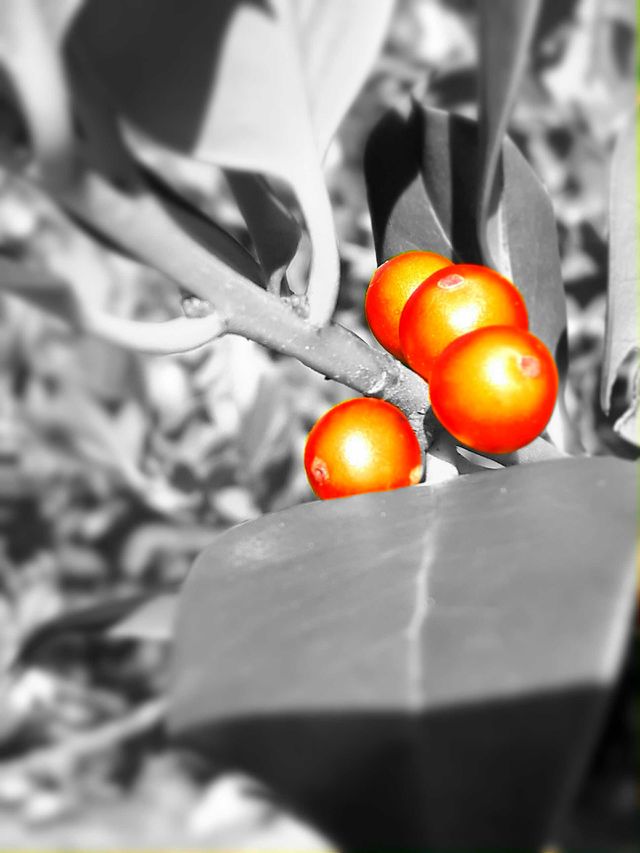 red berries