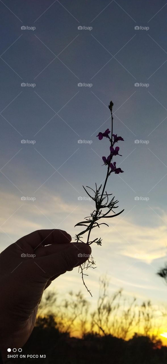 beautiful flower embracing the sunset.