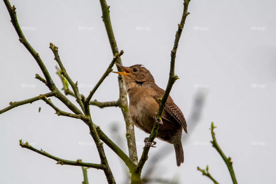House Wren, Costa Rica, Migratorio, aves de costa Rica, Costa Rica Birds