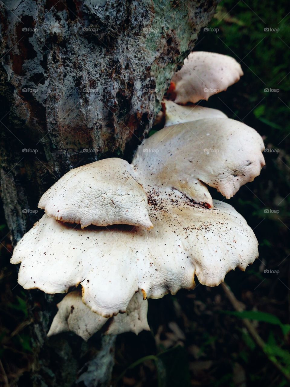 fungus