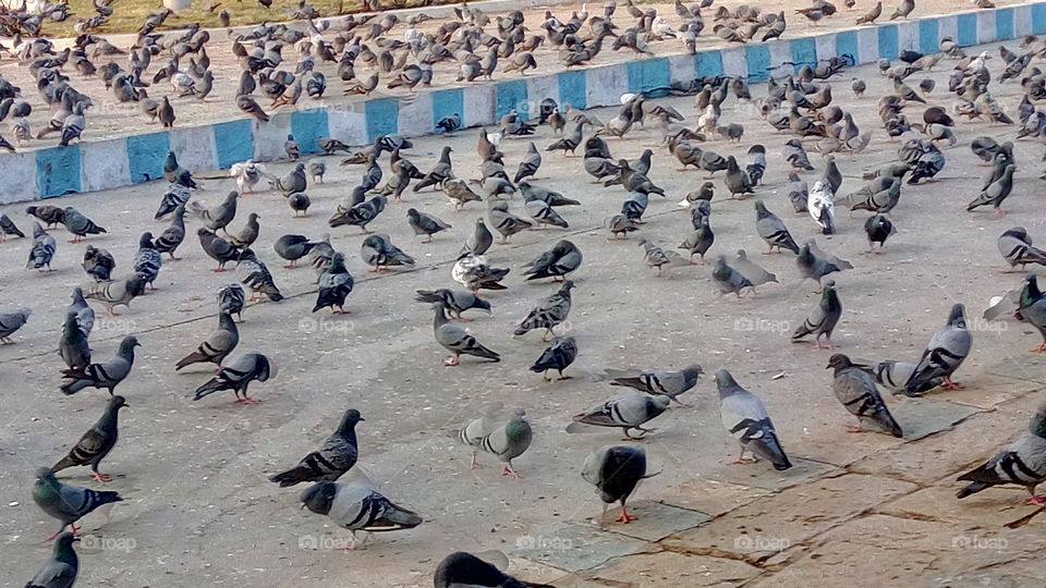 pigeons morning