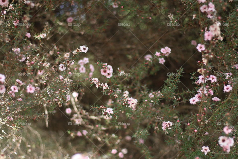 Small pink flowers