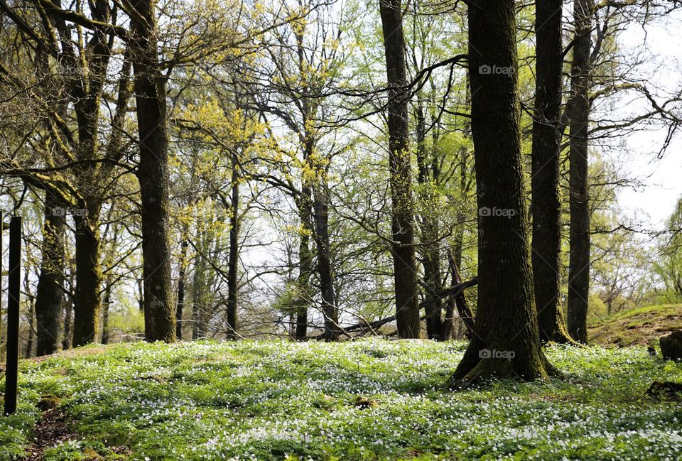 Spring in the blooming Forest 