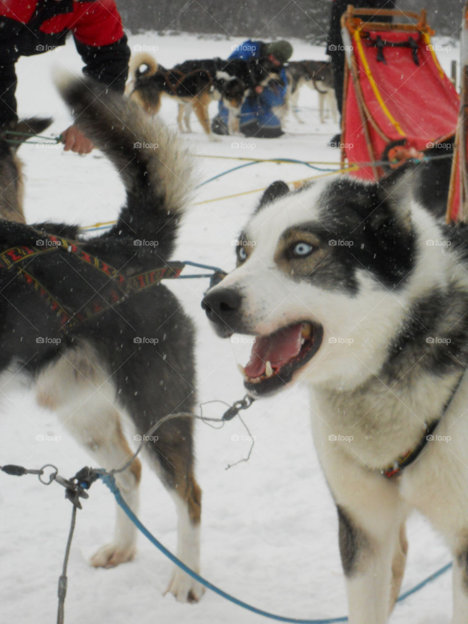 nordic sledge dog adventure norway by Titania