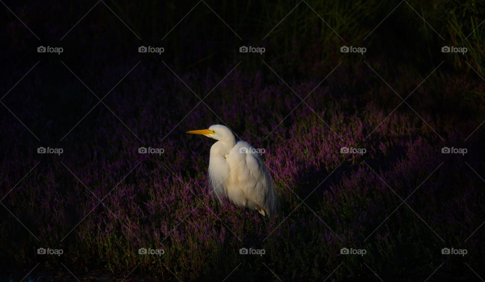 Egret at sunset