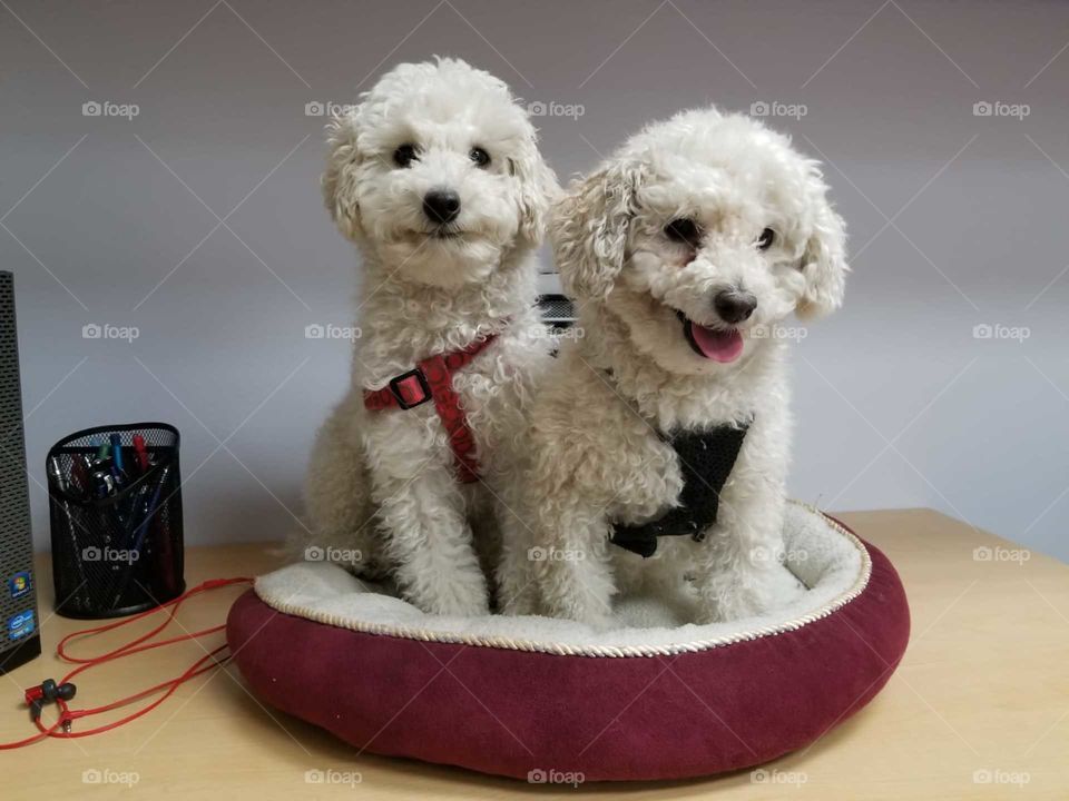 Two white dogs sit in their red bed on top of an office desk, waiting for 5 o clock to roll around.