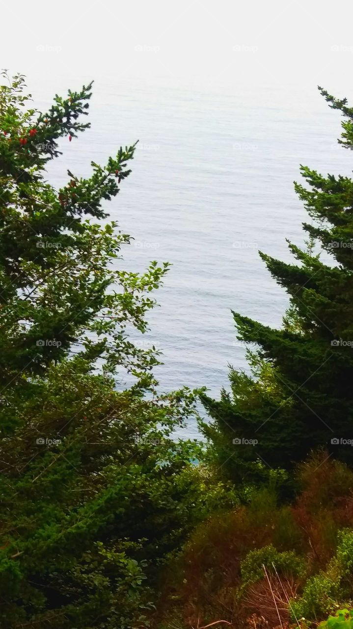 looking at the ocean through the trees