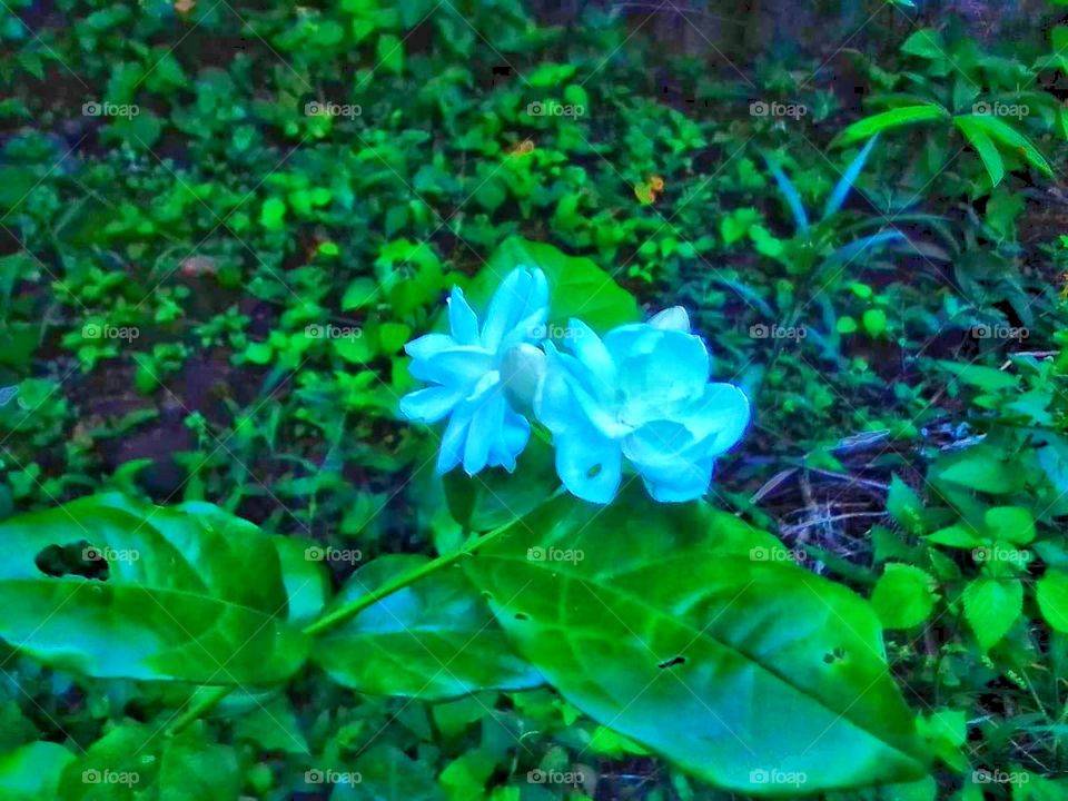 two white flowers in dark forest
