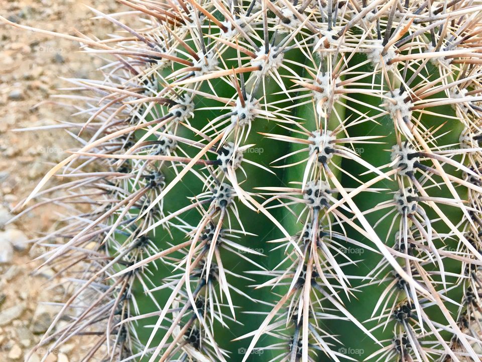 Cactus 