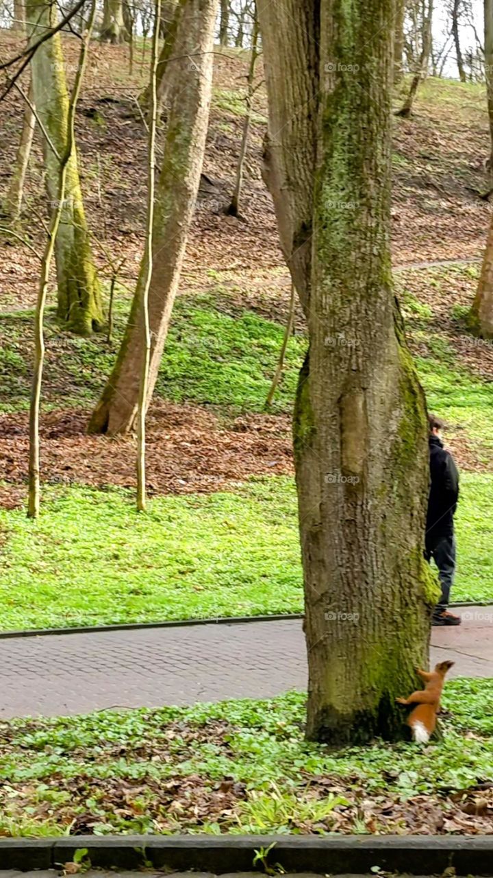 The squirrel is spying on the people