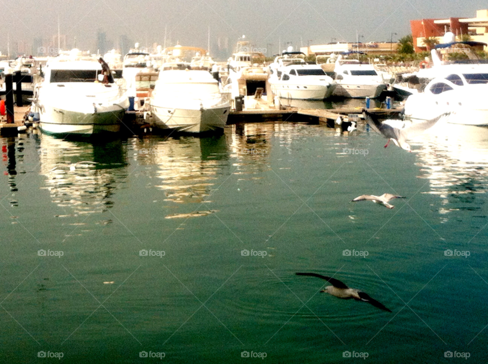 boats water bird boat by LisAm