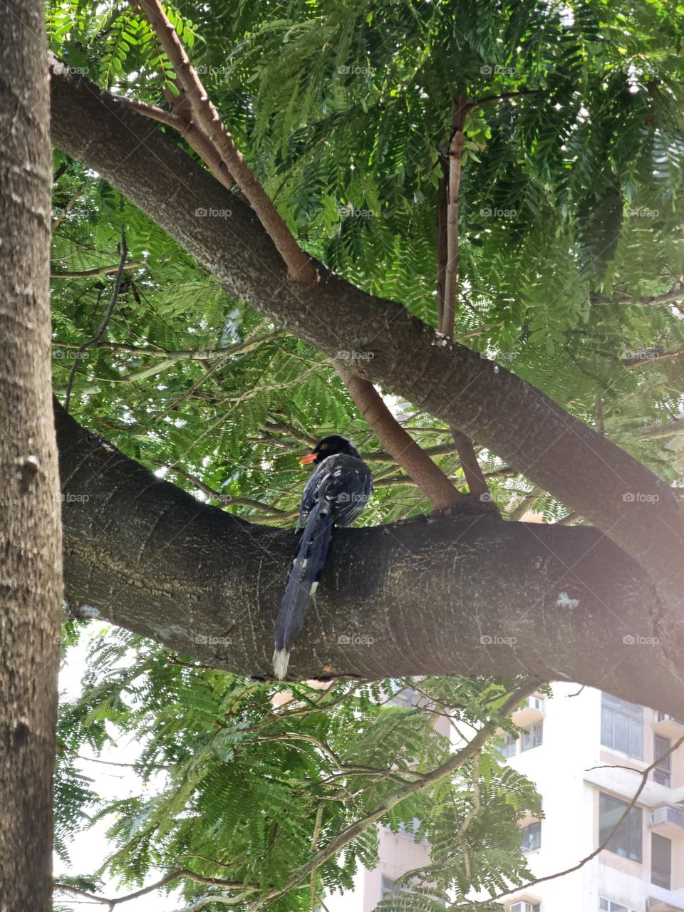 Taiwan Blue Magpie bird