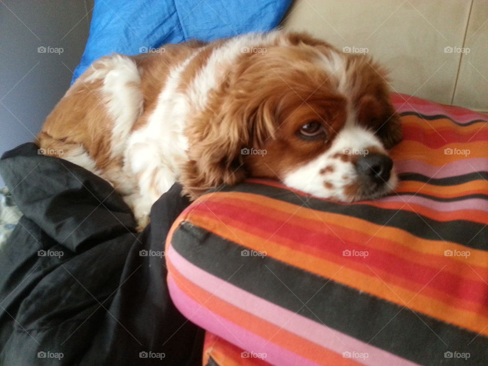 King Charles Cavalier