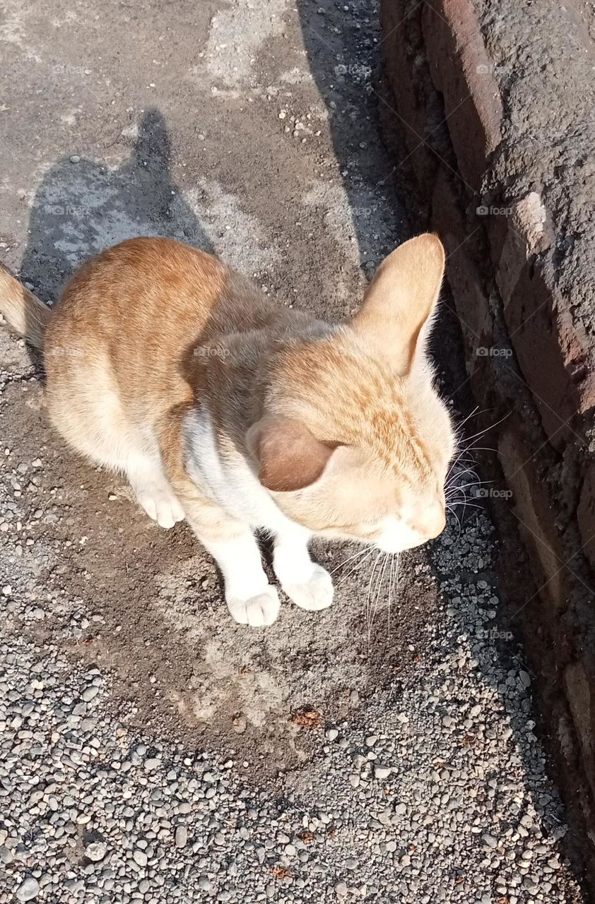 Cat 🐈 sitting for caught his food!