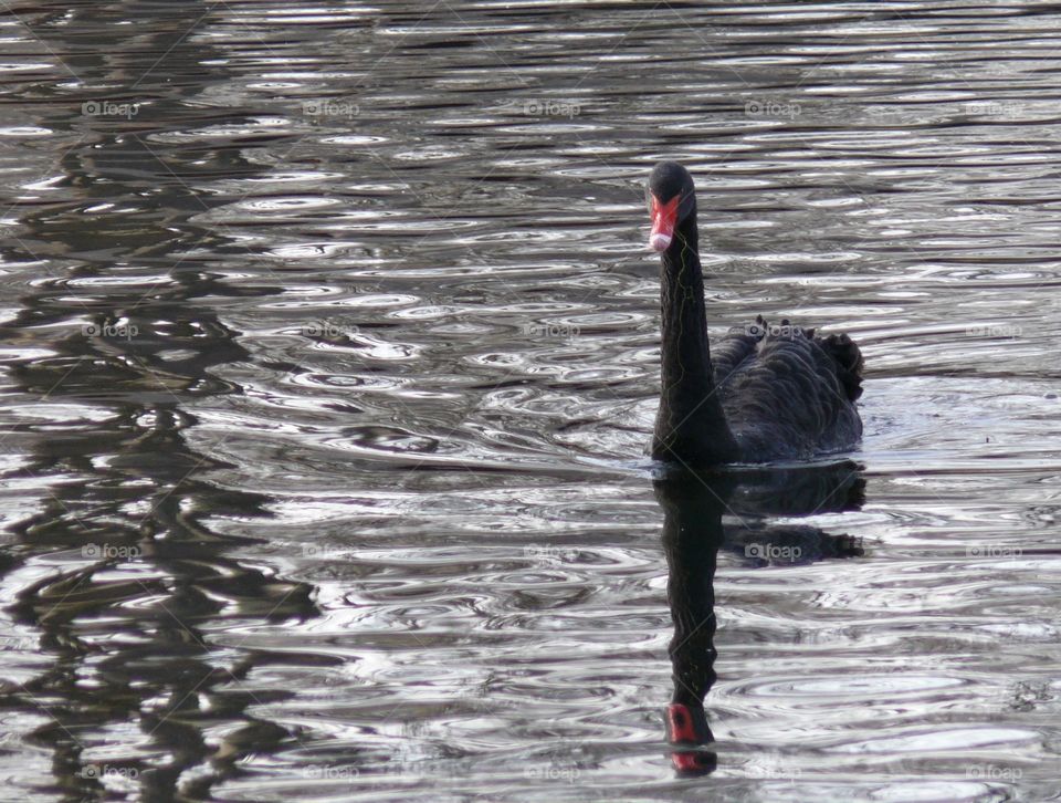 Black swan swimming in lake with reflection
