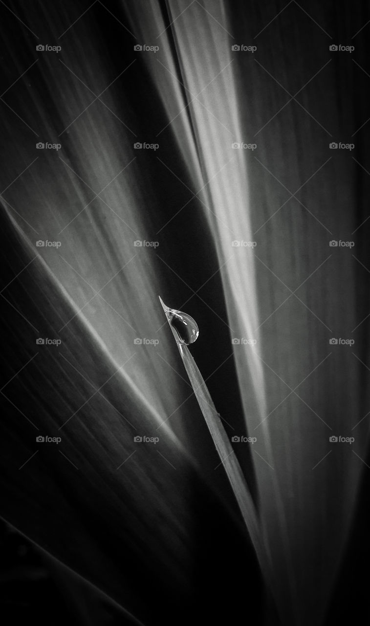 Dew Drop on an iris leaf