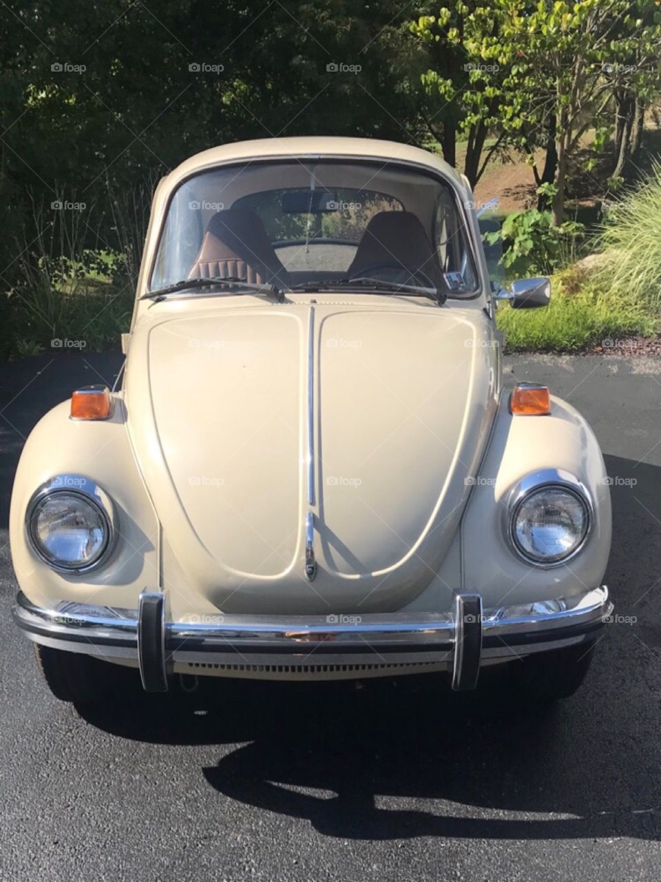 This cute little vintage and classic beetle sits among a sunny backdrop. So cute! 