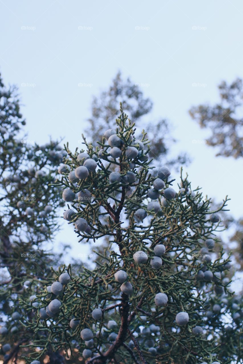 Jumper Berries 