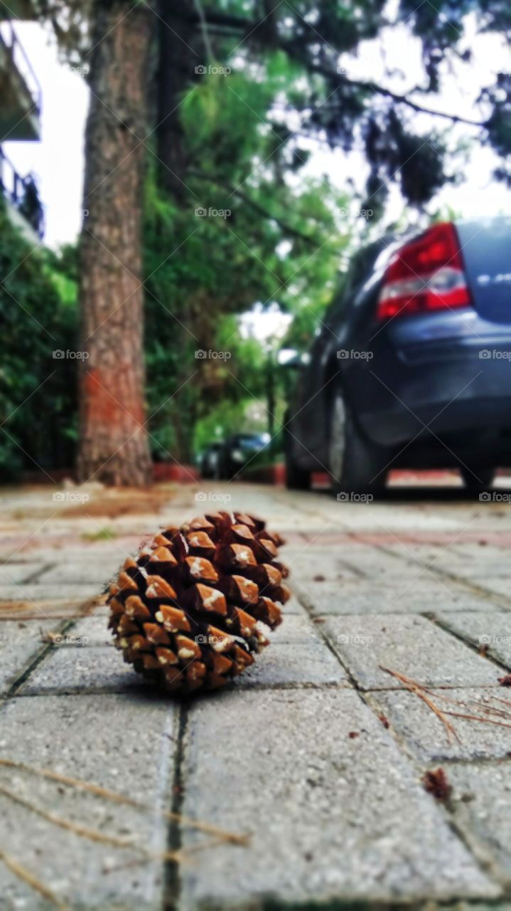 A pine cone waiting alone on the street in Athens,Greece