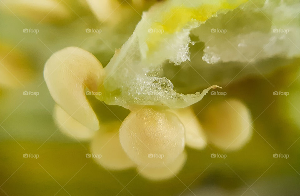 macrophoto of pepper