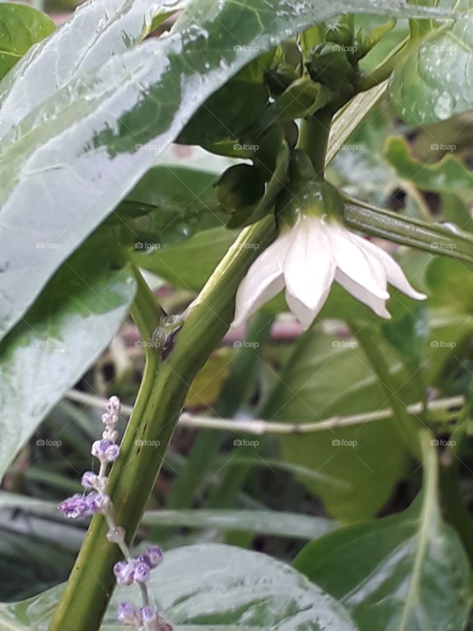 rain soaked delicate white  paprika flower with green glossy leaves