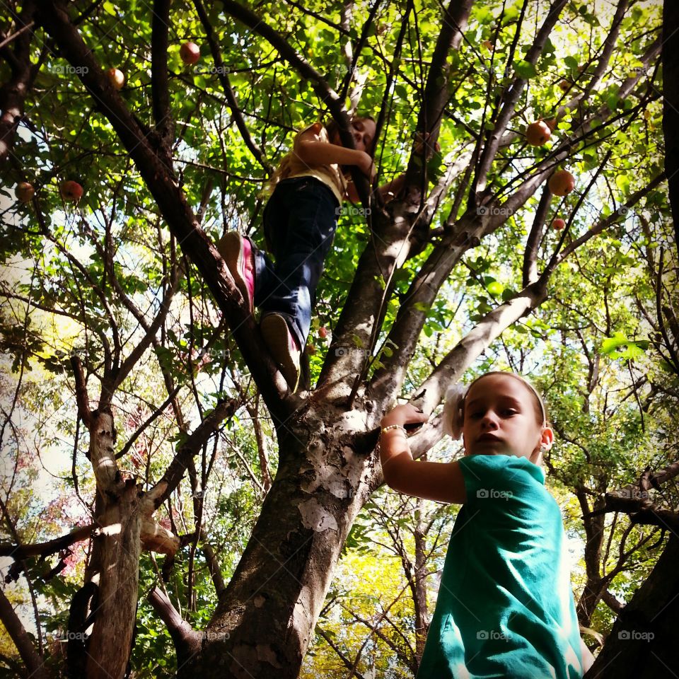 climbing trees. girls climb in trees