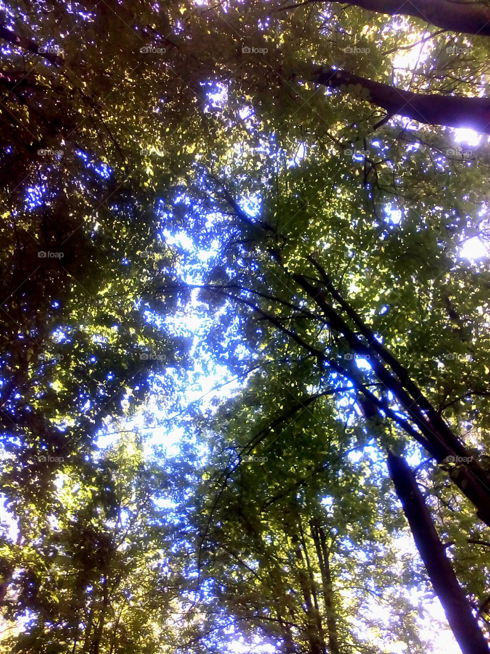 Tree, Wood, Nature, Bright, Desktop