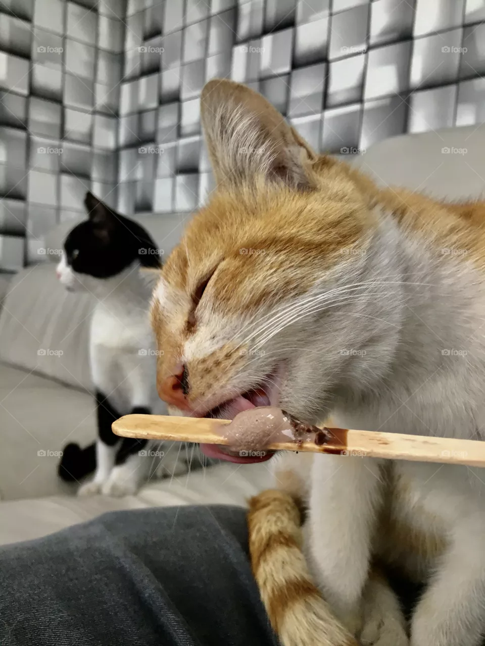 Ice cream cat
