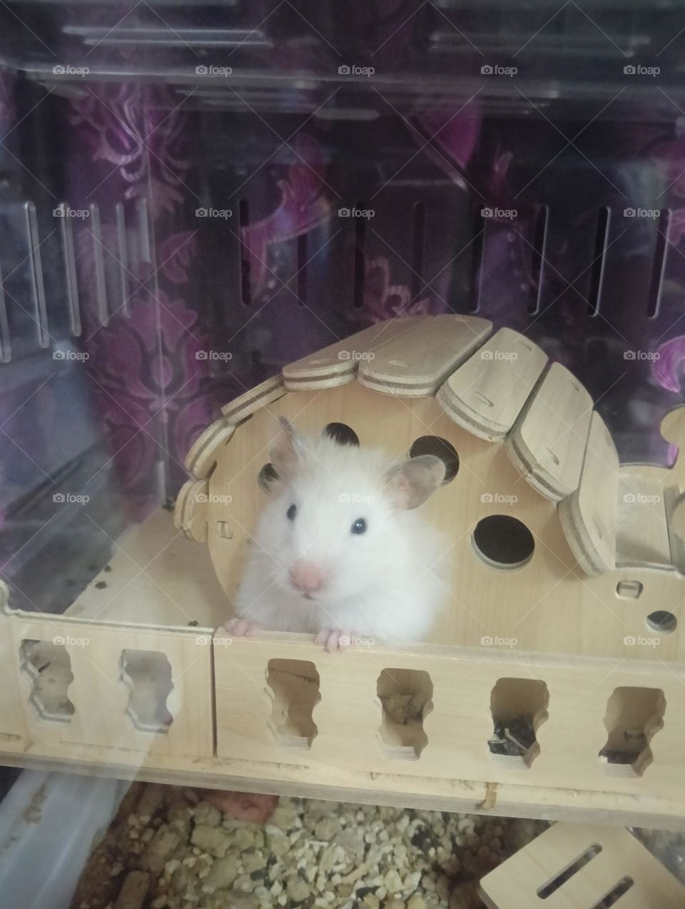 Hamster