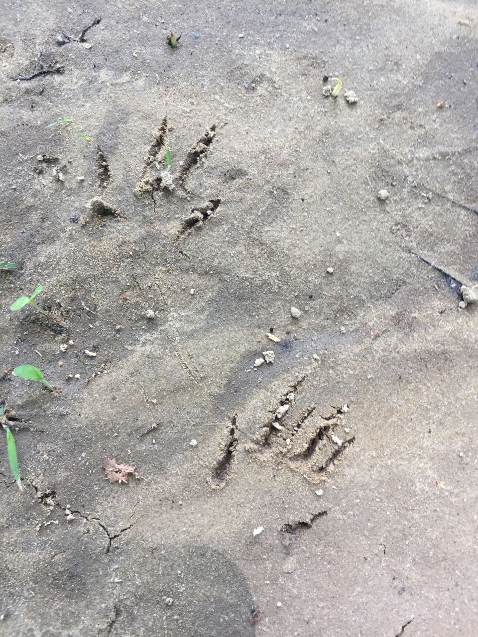 Animal tracks 