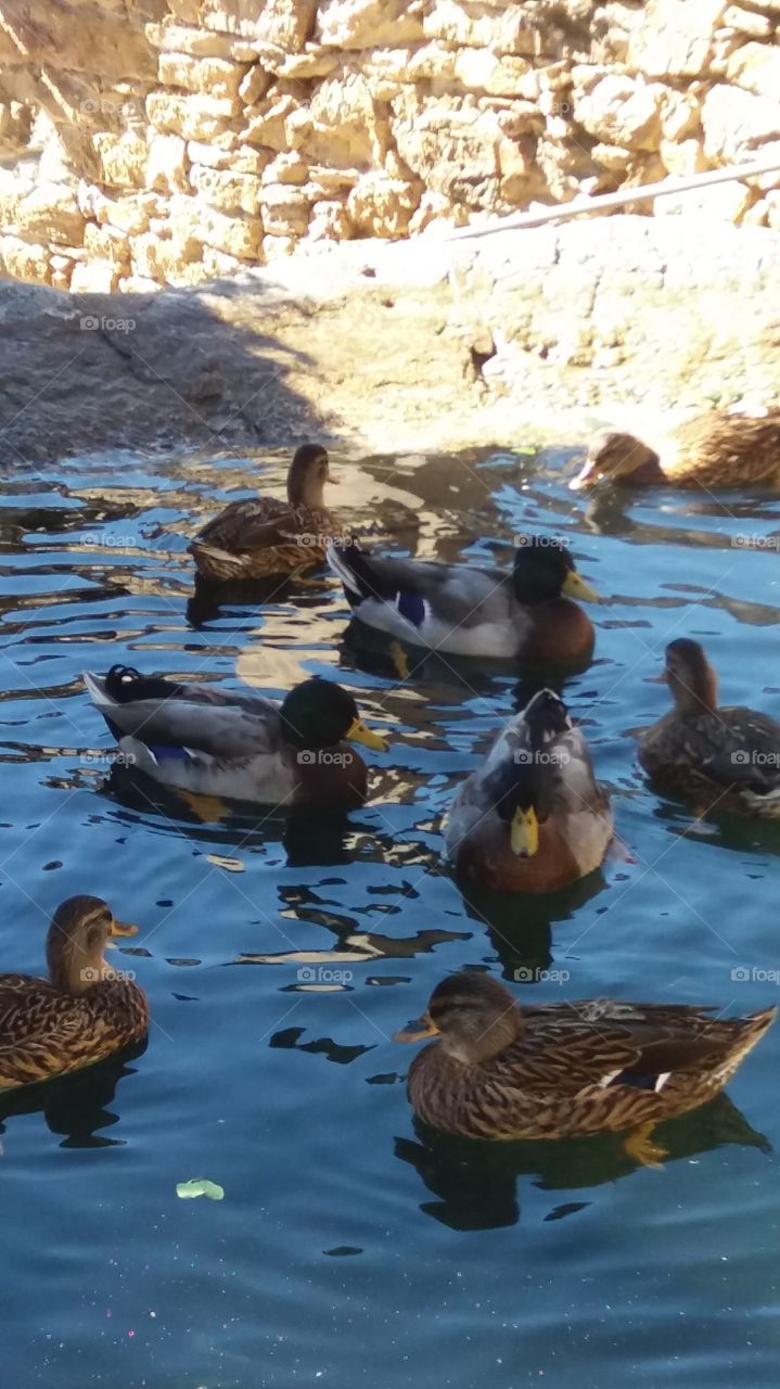 ducks
