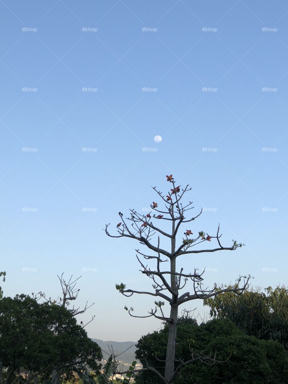 Tree in the moonlight 